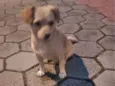 Caramelo