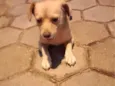 Caramelo