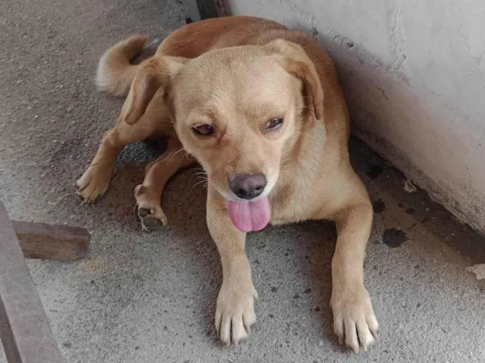 Cachorro ra a Viralata idade  nome Caramelo