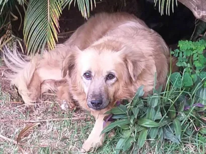 Cachorro raça SRD-ViraLata idade 6 ou mais anos nome Nina