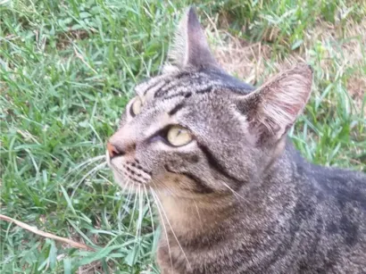 Gato raça SRD-ViraLata idade 4 anos nome Nani