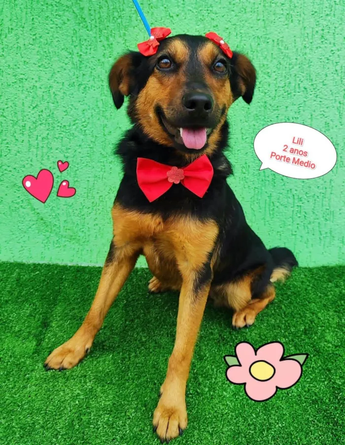 Cachorro ra a SRD-ViraLata idade 2 anos nome Lili