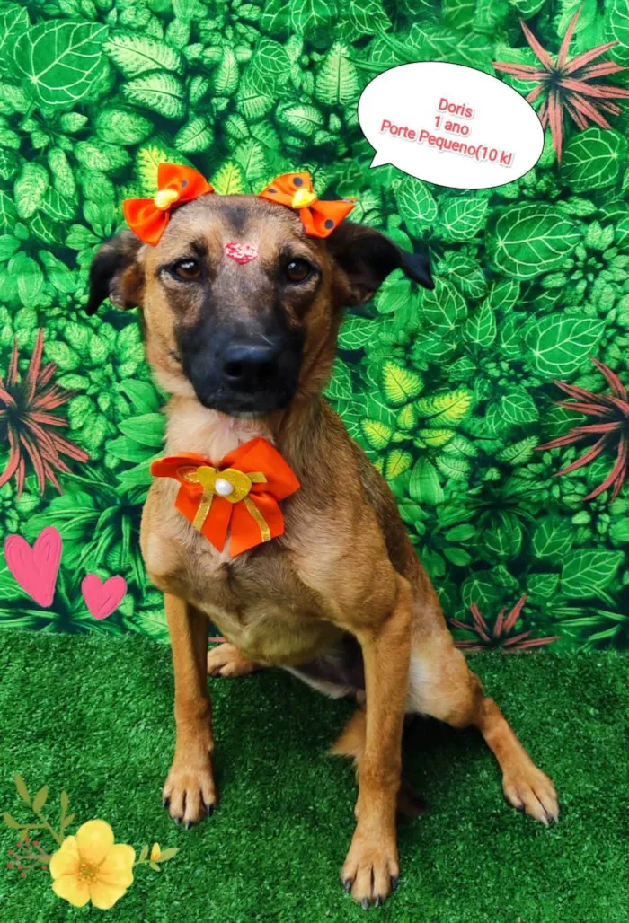 Cachorro ra a SRD-ViraLata idade 1 ano nome Doris