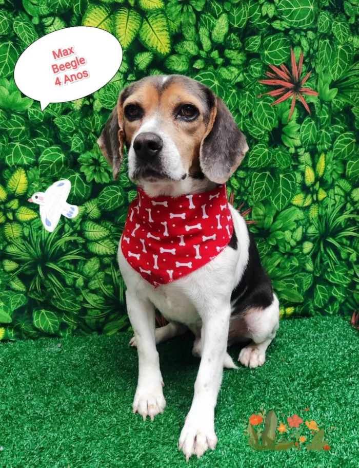 Cachorro ra a Beagle  idade 4 anos nome Max 