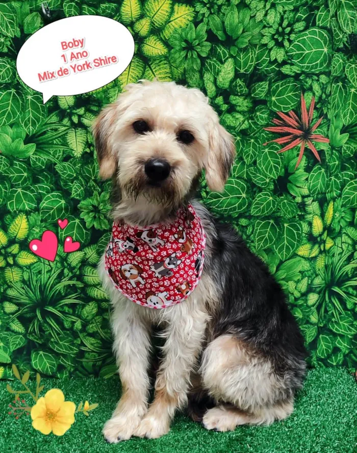 Cachorro ra a Yorkshire idade 1 ano nome Boby
