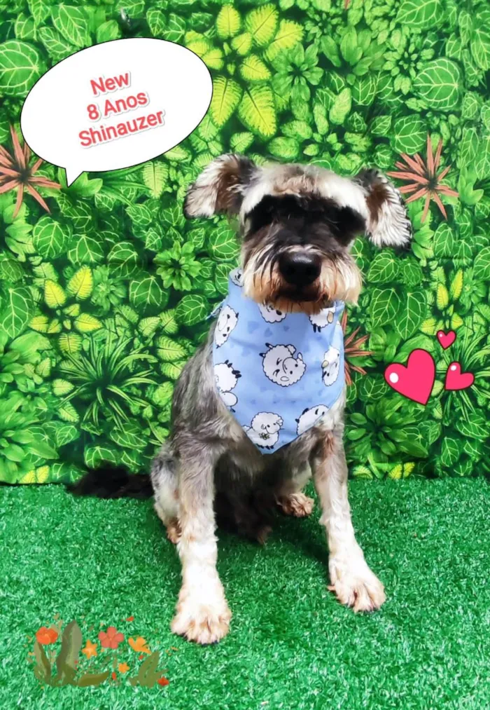 Cachorro ra a Shinauzer  idade 6 ou mais anos nome New