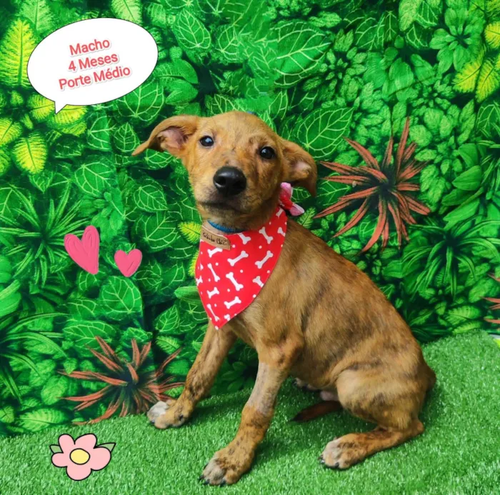 Cachorro ra a SRD-ViraLata idade 2 a 6 meses nome Baby
