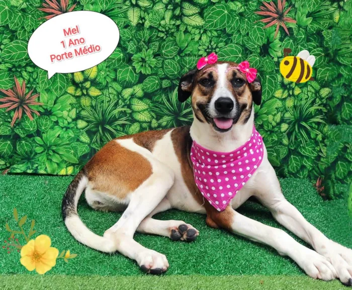 Cachorro ra a SRD-ViraLata idade 1 ano nome Mel