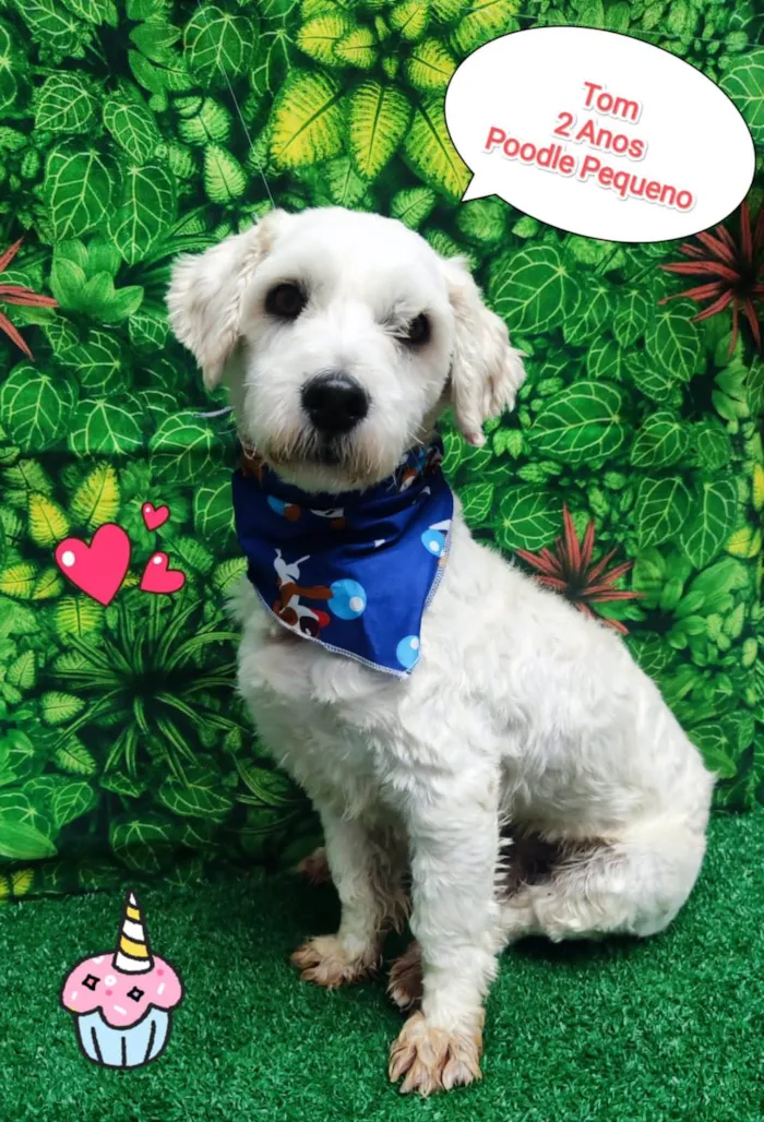 Cachorro ra a Poodle idade 2 anos nome Tom