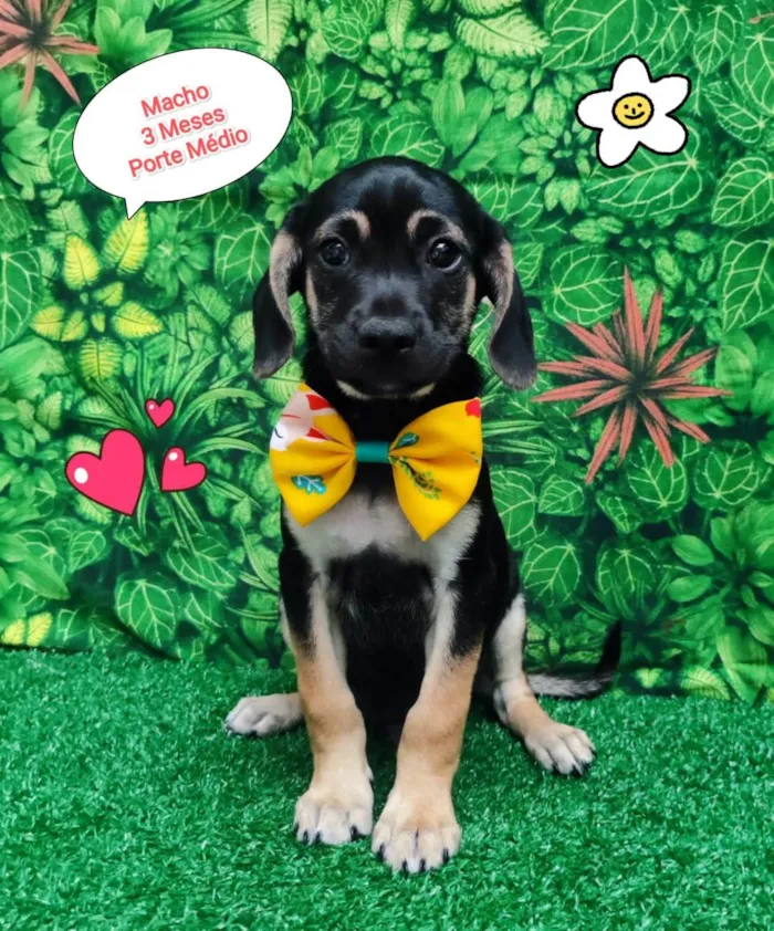 Cachorro ra a SRD-ViraLata idade 2 a 6 meses nome Beto