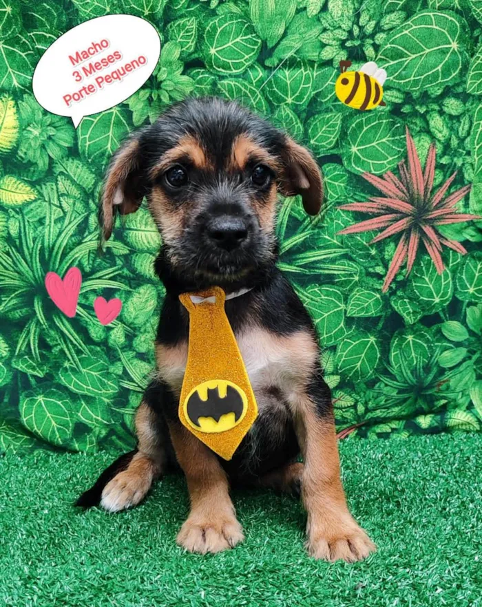 Cachorro ra a SRD-ViraLata idade 2 a 6 meses nome Bento