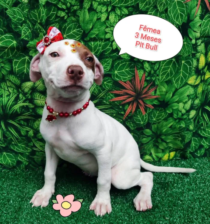 Cachorro ra a Pit-Bull idade 2 a 6 meses nome Kemilly 