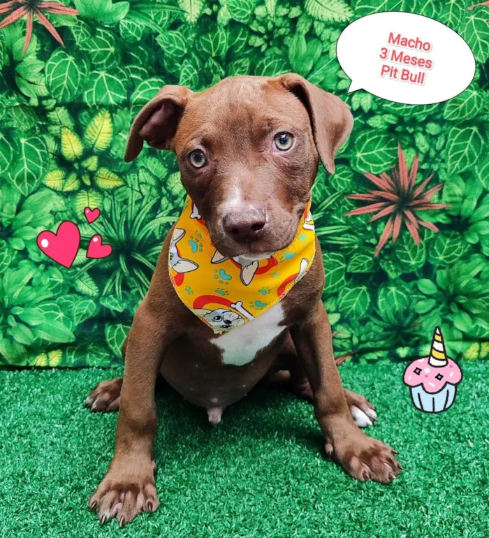 Cachorro ra a Pit-Bull idade 2 a 6 meses nome Nicolas 
