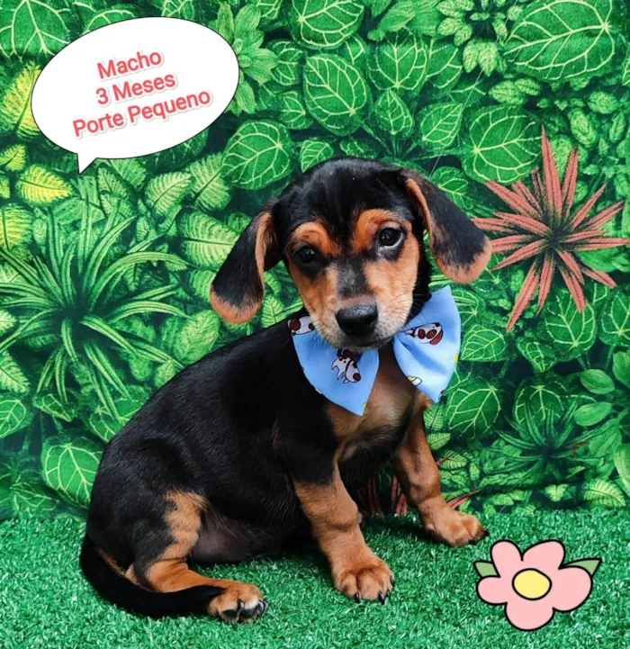 Cachorro ra a SRD-ViraLata idade 2 a 6 meses nome Yago