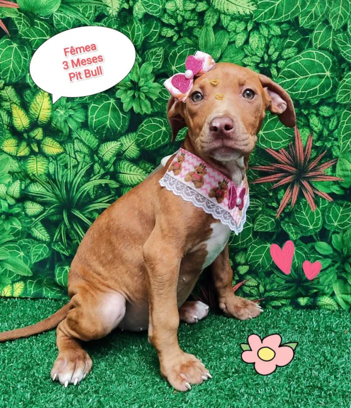 Cachorro ra a Pit-Bull idade 2 a 6 meses nome Miah