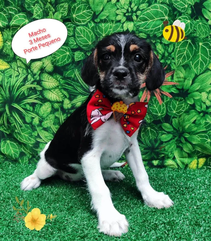 Cachorro ra a SRD-ViraLata idade 2 a 6 meses nome Noah 
