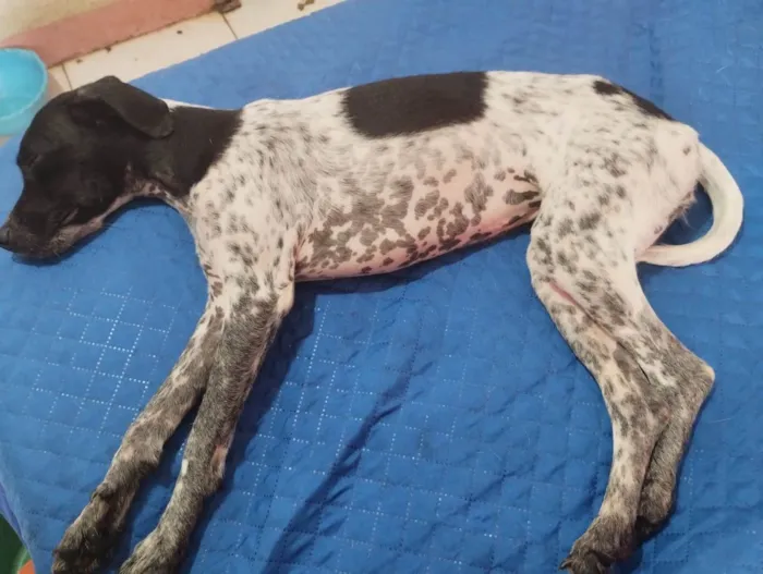 Cachorro ra a SRD-ViraLata idade 2 a 6 meses nome Malhada