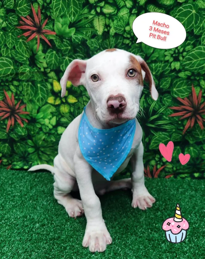 Cachorro ra a Pitbull  idade 2 a 6 meses nome Ryan 