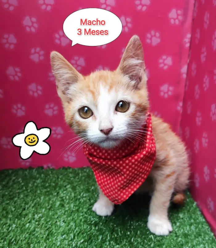 Gato ra a SRD-ViraLata idade 2 a 6 meses nome Lourenço 