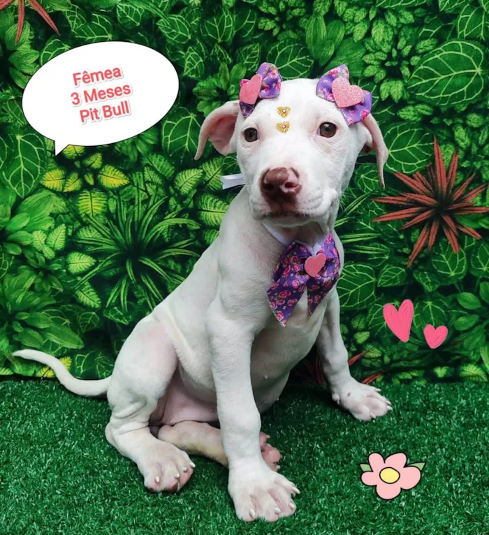 Cachorro ra a Pit-Bull idade 2 a 6 meses nome Charlene 