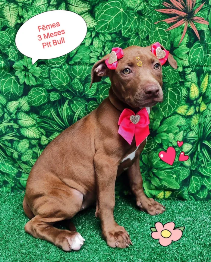 Cachorro ra a SRD-ViraLata idade 2 a 6 meses nome Yara