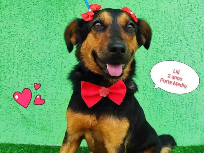 Cachorro ra a SRD-ViraLata idade 2 anos nome Lili