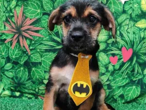 Cachorro raça SRD-ViraLata idade 2 a 6 meses nome Bento