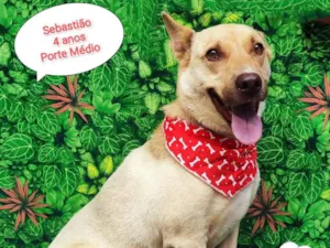 Cachorro raça  idade 4 anos nome Sebastião 