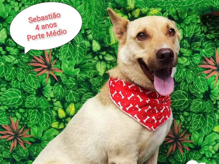 Cachorro ra a  idade 4 anos nome Sebastião 