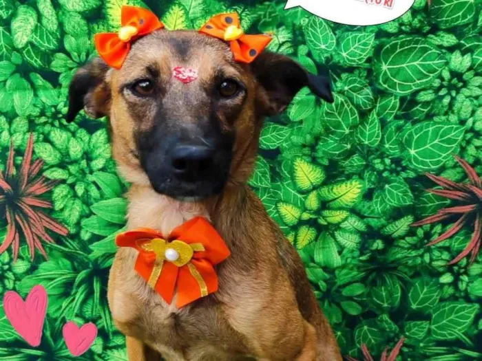 Cachorro ra a SRD-ViraLata idade 1 ano nome Doris