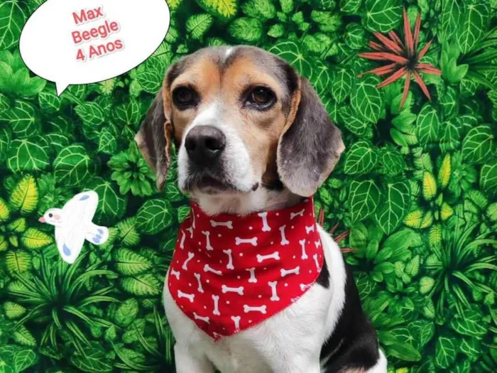 Cachorro ra a Beagle  idade 4 anos nome Max 