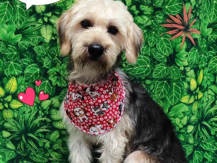 Cachorro ra a Yorkshire idade 1 ano nome Boby