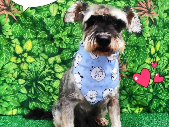 Cachorro ra a Shinauzer  idade 6 ou mais anos nome New