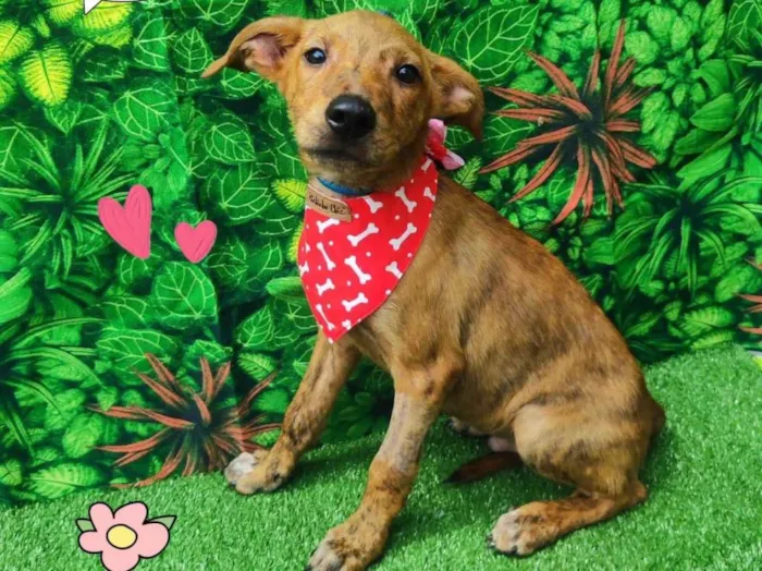 Cachorro ra a SRD-ViraLata idade 2 a 6 meses nome Baby