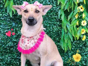 Cachorro raça SRD-ViraLata idade 2 anos nome Keity