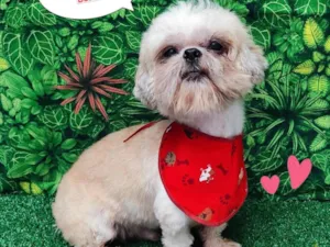 Cachorro raça Shitzu idade 2 anos nome Maike 