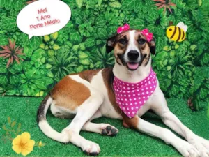 Cachorro raça SRD-ViraLata idade 1 ano nome Mel