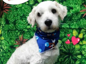 Cachorro raça Poodle idade 2 anos nome Tom