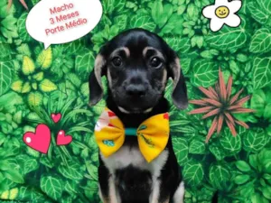 Cachorro raça SRD-ViraLata idade 2 a 6 meses nome Beto