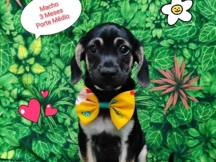Cachorro ra a SRD-ViraLata idade 2 a 6 meses nome Beto