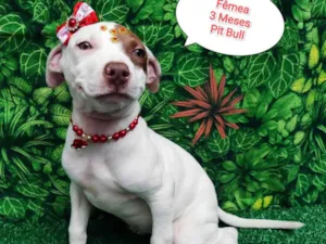 Cachorro raça Pit-Bull idade 2 a 6 meses nome Kemilly 