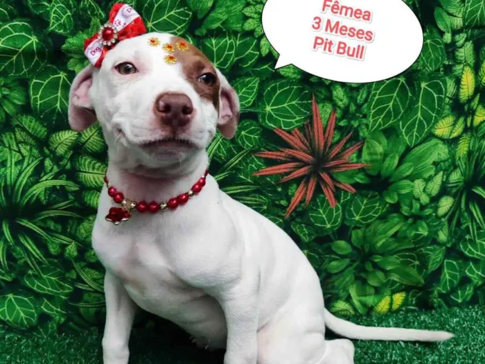 Cachorro ra a Pit-Bull idade 2 a 6 meses nome Kemilly 
