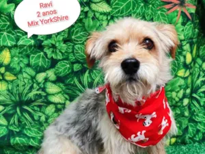 Cachorro raça Yorkshire idade 2 anos nome Ravi