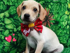 Cachorro raça SRD-ViraLata idade 2 a 6 meses nome Dom