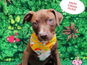 Cachorro raça Pit-Bull idade 2 a 6 meses nome Nicolas 