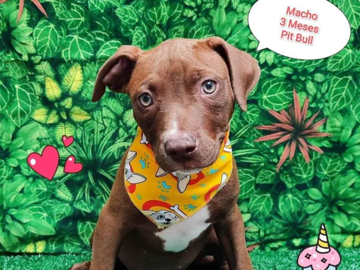 Cachorro ra a Pit-Bull idade 2 a 6 meses nome Nicolas 