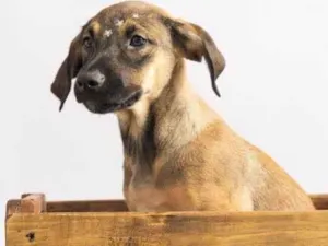 Cachorro raça SRD-ViraLata idade 2 a 6 meses nome Pedrita 
