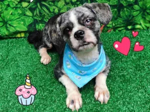 Cachorro raça Ilhasa apso idade 2 anos nome Tony