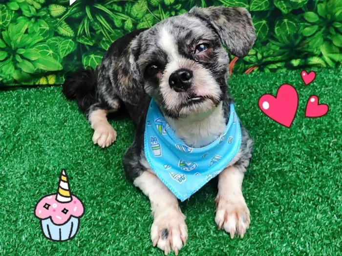 Cachorro ra a Ilhasa apso idade 2 anos nome Tony