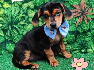 Cachorro raça SRD-ViraLata idade 2 a 6 meses nome Yago